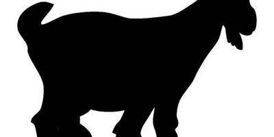 Животные 874