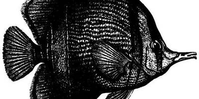 Животные 2944