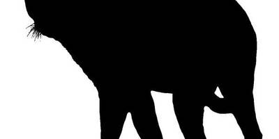 Животные 778