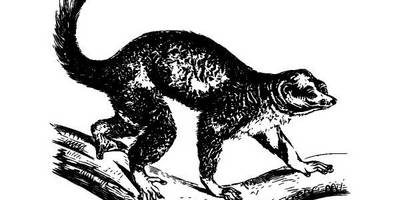 Животные 3944