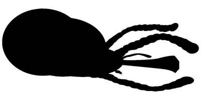 Животные 767