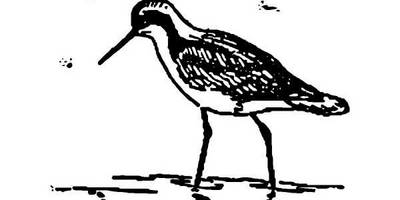 Животные 1051