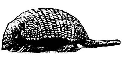 Животные 2855