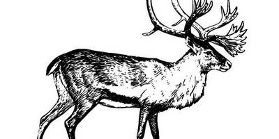 Животные 519