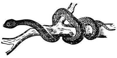 Животные 2620