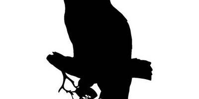 Животные 3373