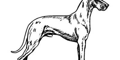 Животные 1001