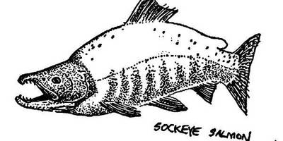 Животные 1047