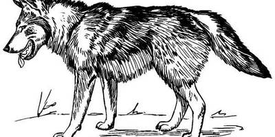 Животные 589