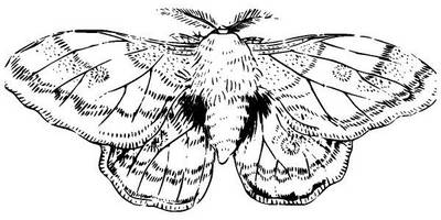 Животные 3452