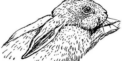 Животные 118