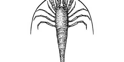 Животные 1117