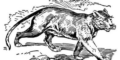 Животные 533