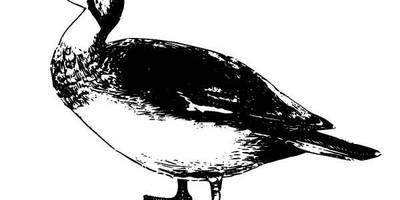 Животные 949