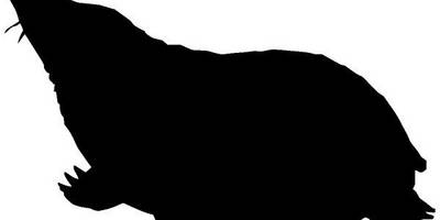 Животные 353