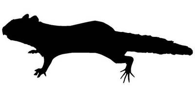 Животные 1212