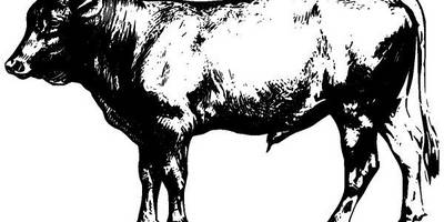 Животные 2658