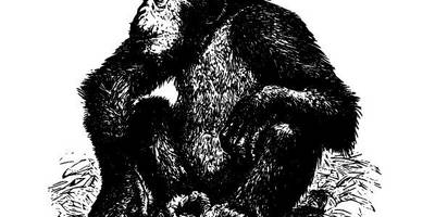 Животные 2862