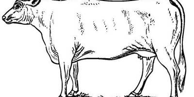 Животные 1305