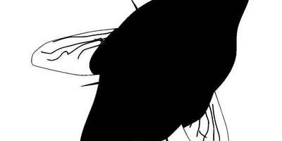 Животные 429