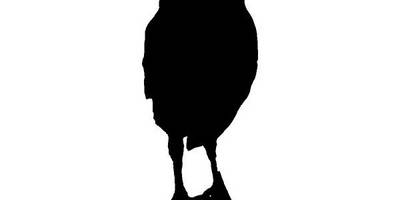 Животные 2336