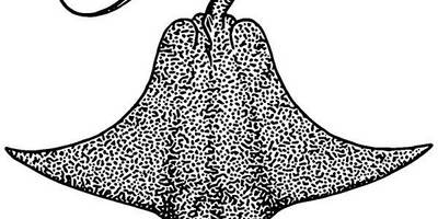 Животные 3767