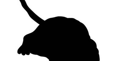 Животные 2506