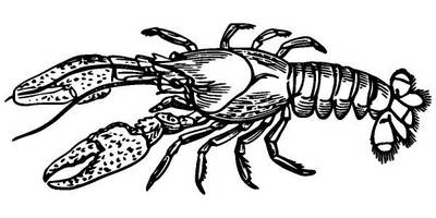 Животные 2853