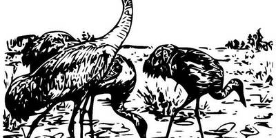 Животные 147