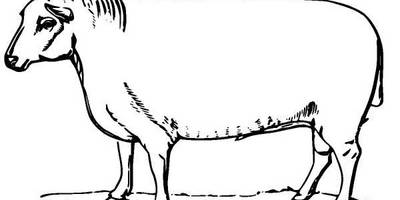 Животные 980