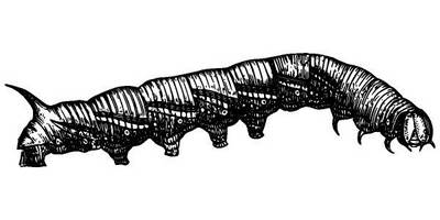 Животные 3906