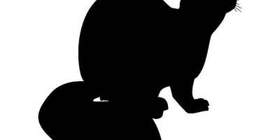 Животные 393