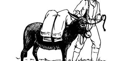 Животные 3761