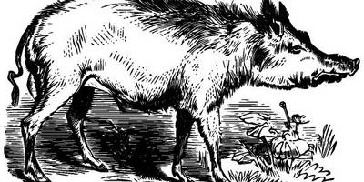 Животные 3587