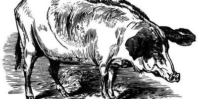 Животные 3586