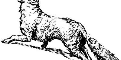 Животные 2629