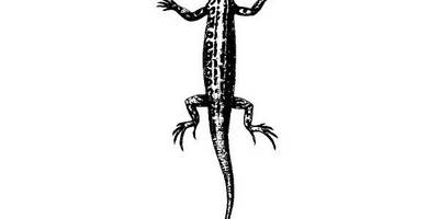 Животные 2759