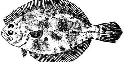 Животные 1316