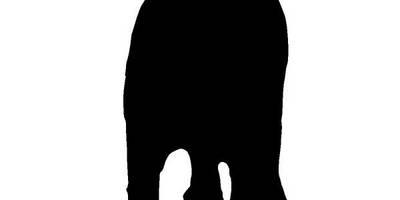 Животные 2331