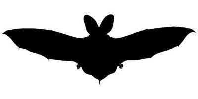 Животные 2987