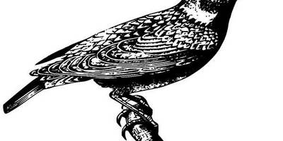 Животные 1010