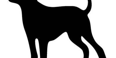 Животные собака 667