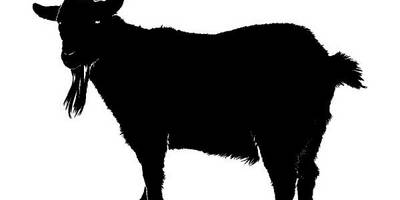 Животные 4051