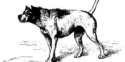 Охотничья собака 649