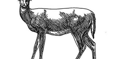 Животные 629