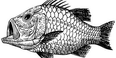 Животные 2816