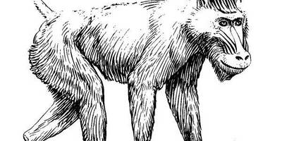 Животные 531