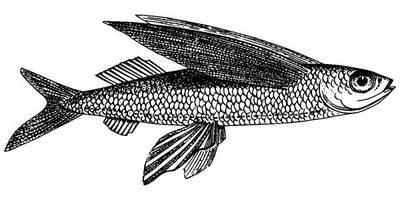 Животные 3786