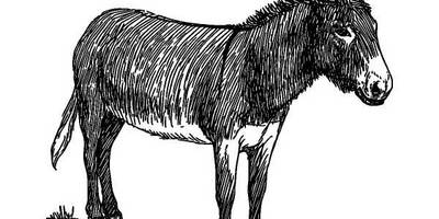 Животные 363