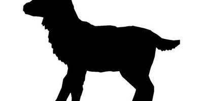 Животные 300